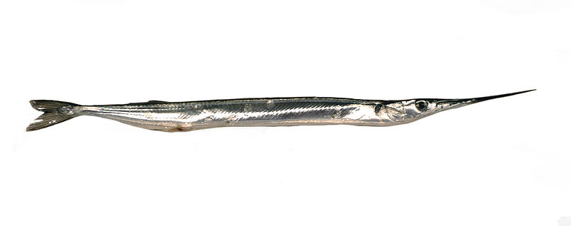 Verse Geep of meivis