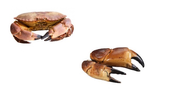 Noordzeekrabklauwtjes