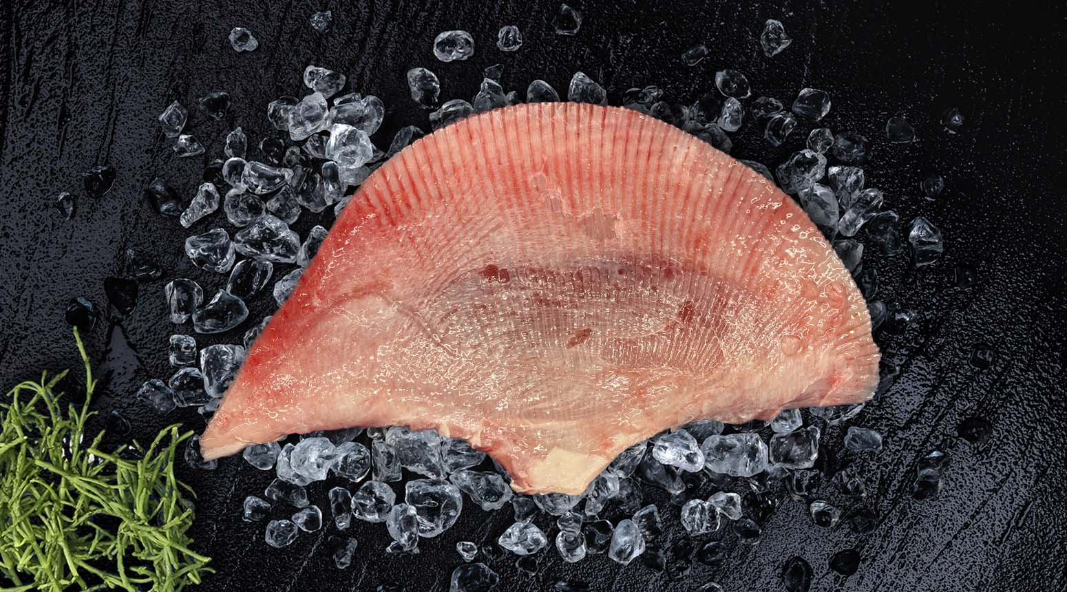 rogfilet - rogvleugel