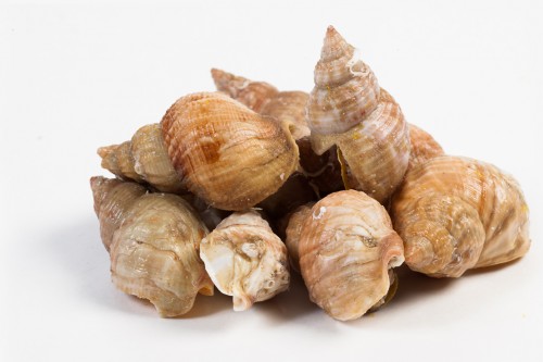 gekookte wulken in de schelp