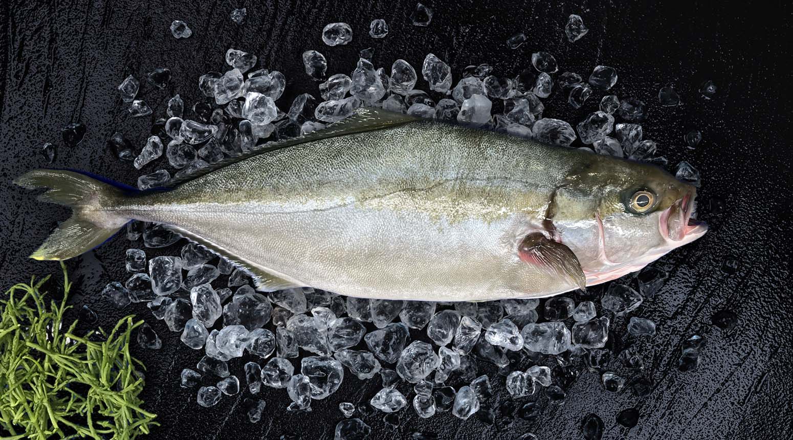 yellowtail kingfish - hamachi