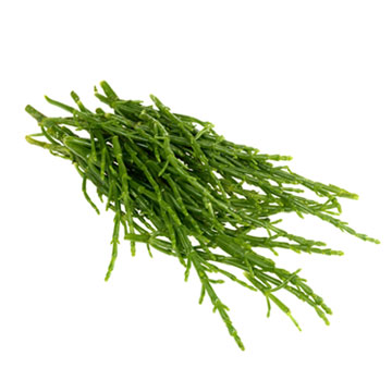 Zeekraal - salicorne