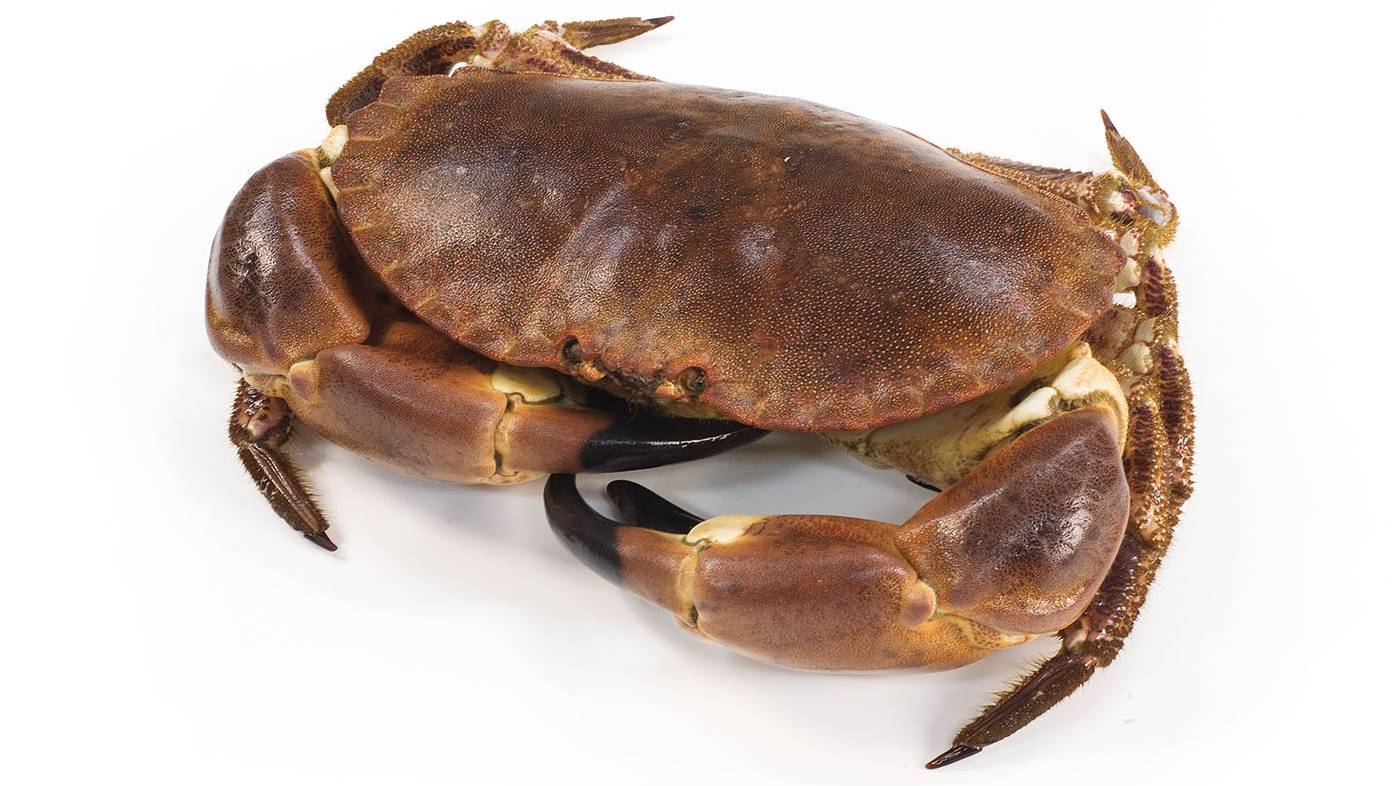 Verse Tourteaux Noordzeekrab