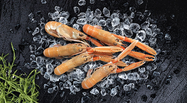 verse langoustine