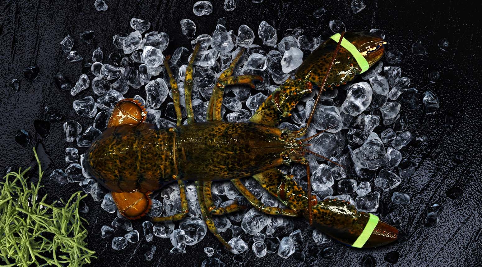 Canadese kreeft levend