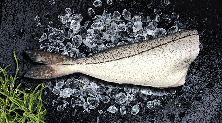 Schelvis moot op de graat