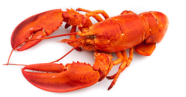 Canadese kreeft gekookt