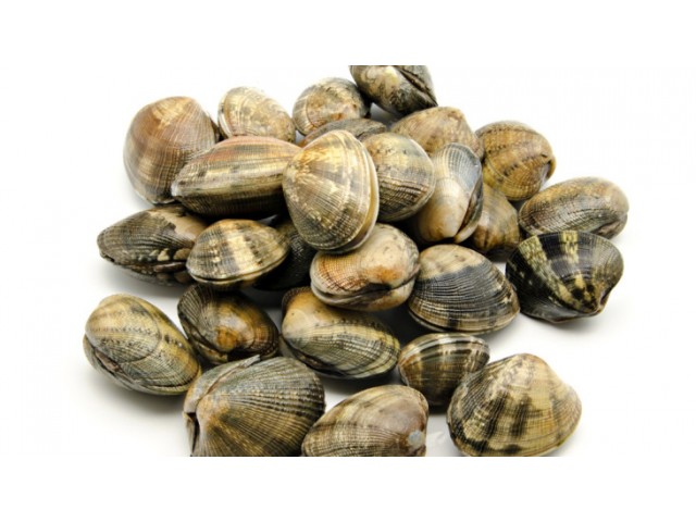 Vongole - vers
