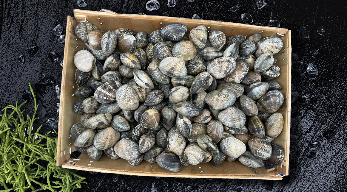 palourdes of tapijtschelp