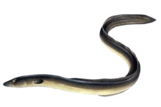 Rivierpaling om te bakken of paling in't groen te maken