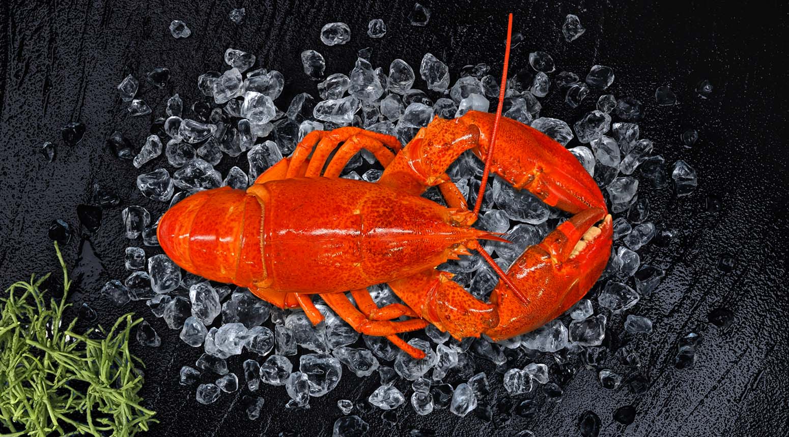 Canadese kreeft gekookt
