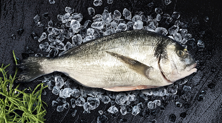 dorade royal - goudbrasem