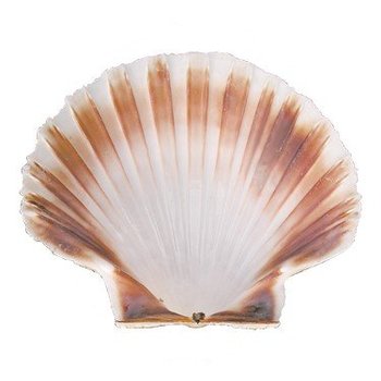 sint-jacobsschelp leeg